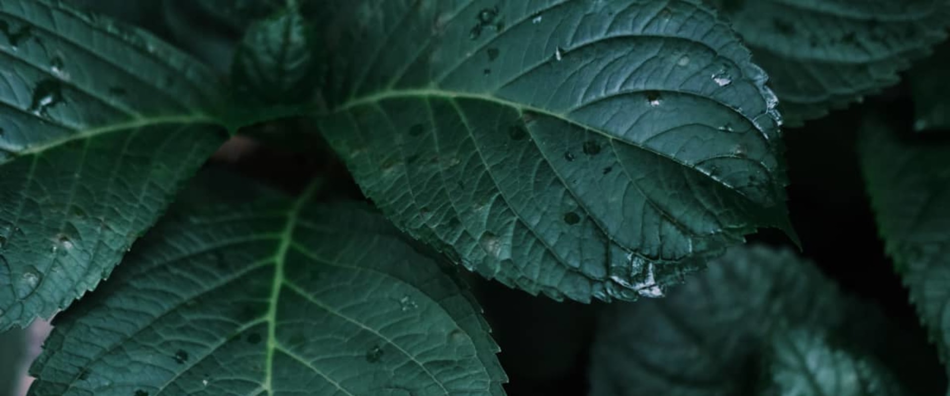 Hawaiian Kava Root: Is it Safe for Children?