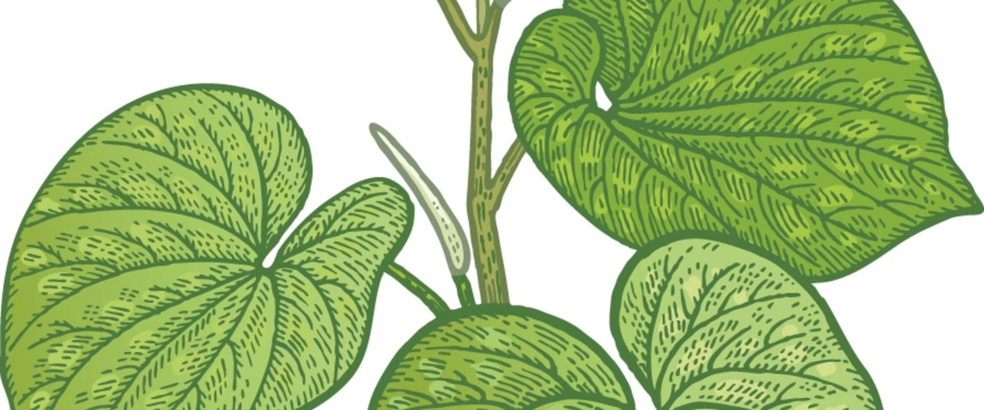 The Truth About Hawaiian Kava Root: Potential Side Effects and Expert Insights
