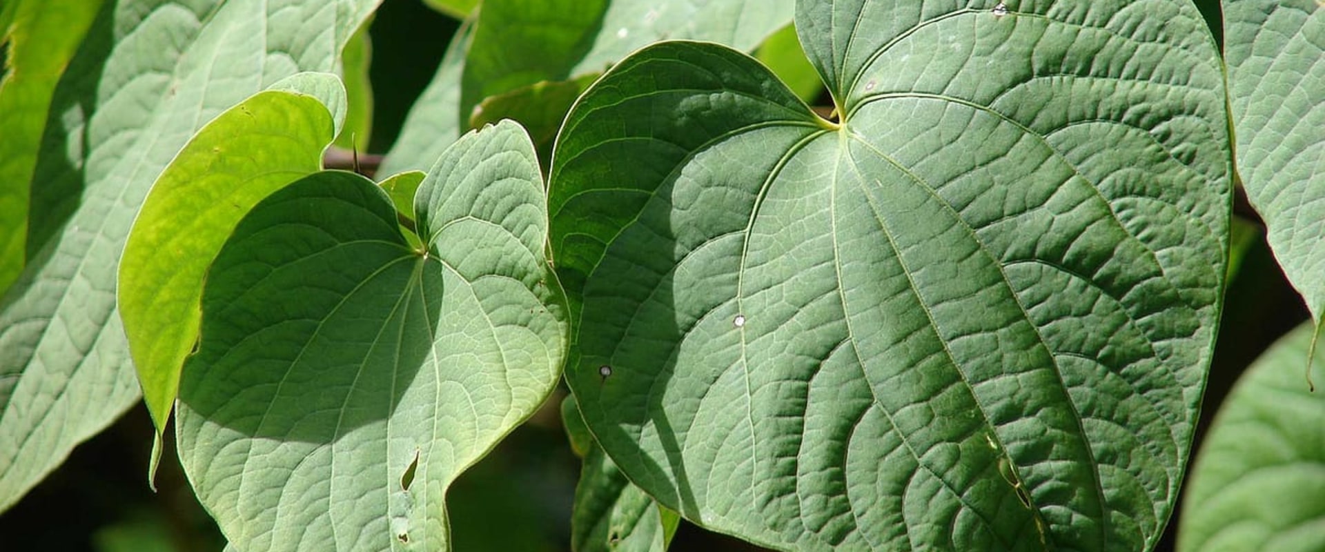 The Cultural and Spiritual Significance of Hawaiian Kava Root