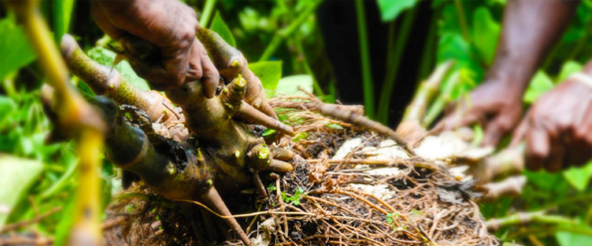 Exploring the Different Forms of Hawaiian Kava Root