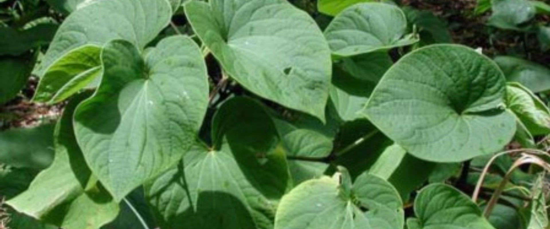 The Legal Status of Hawaiian Kava Root in the United States