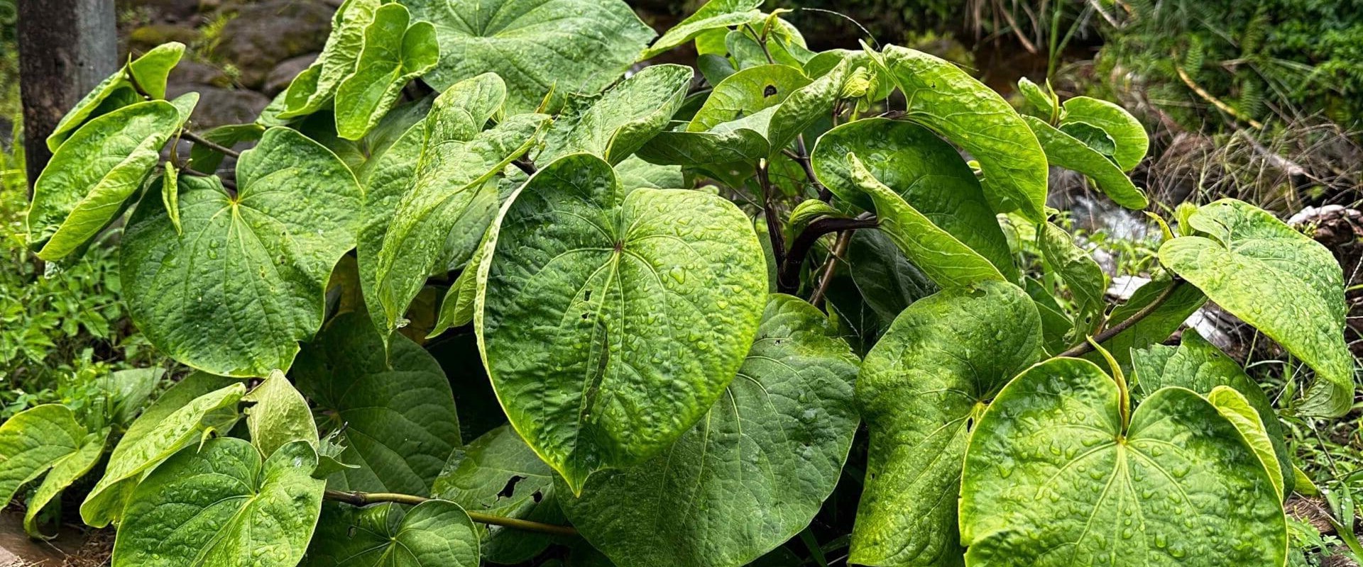 Uncovering the Mysteries of Hawaiian Kava Root