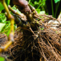 The Distinctive Qualities of Hawaiian Kava Root