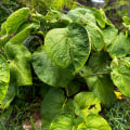 Unlocking the Mysteries of Hawaiian Kava Root: Recommended Dosage and Benefits