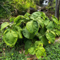 Uncovering the Mysteries of Hawaiian Kava Root