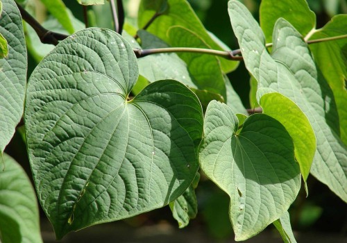 The Cultural and Spiritual Significance of Hawaiian <b>Kava Root</b>