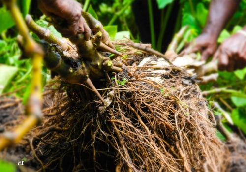 The Distinctive Qualities of Hawaiian Kava Root
