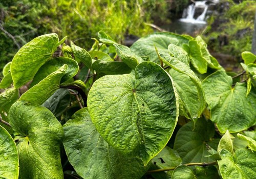 Unlocking the Mysteries of Hawaiian Kava Root: Recommended Dosage and Benefits