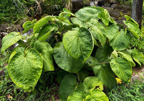 Uncovering the Mysteries of Hawaiian Kava Root